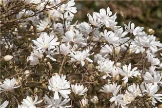 Magnolia stellata 'Royal Star' - Sternmagnolie 'Royal Star' Magnolia stellata 'Royal Star' - Sternmagnolie 'Royal Star'