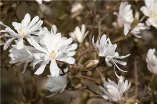 Magnolia stellata 'Royal Star' - Sternmagnolie 'Royal Star' Magnolia stellata 'Royal Star' - Sternmagnolie 'Royal Star'