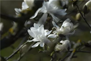 Magnolia stellata 'Royal Star' - Sternmagnolie 'Royal Star' Magnolia stellata 'Royal Star' - Sternmagnolie 'Royal Star'