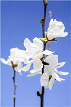 Magnolia stellata 'Waterlily' - Sternmagnolie 'Waterlily'