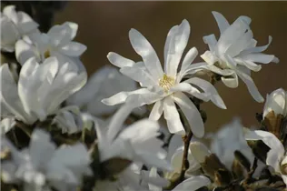 Magnolia stellata 'Waterlily' - Sternmagnolie 'Waterlily'