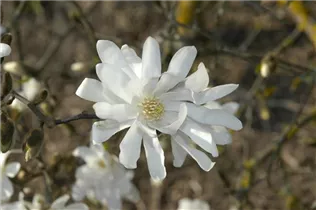 Magnolia stellata 'Waterlily' - Sternmagnolie 'Waterlily'