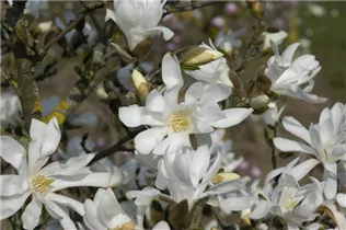 Magnolia stellata 'Waterlily' - Sternmagnolie 'Waterlily'