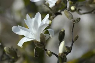 Magnolia stellata 'Waterlily' - Sternmagnolie 'Waterlily'