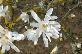 Magnolia stellata 'Waterlily' - Sternmagnolie 'Waterlily'