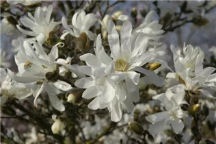 Magnolia stellata 'Waterlily' - Sternmagnolie 'Waterlily'