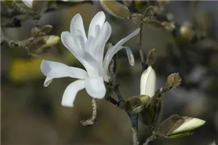 Magnolia stellata 'Waterlily' - Sternmagnolie 'Waterlily'