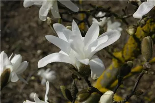 Magnolia stellata 'Waterlily' - Sternmagnolie 'Waterlily'