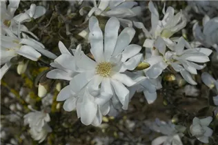 Magnolia stellata 'Waterlily' - Sternmagnolie 'Waterlily'