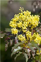 Mahonia media - Mahonie