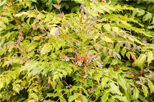 Mahonia media - Mahonie