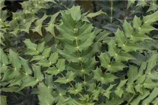 Mahonia media - Mahonie