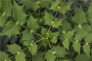 Mahonia media - Mahonie