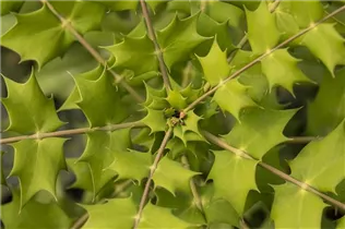 Mahonia media - Mahonie