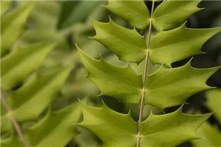 Mahonia media - Mahonie