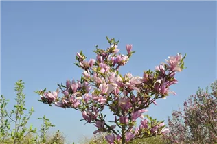 Magnolia x brooklynensis - Magnolie Magnolia x brooklynensis - Magnolie