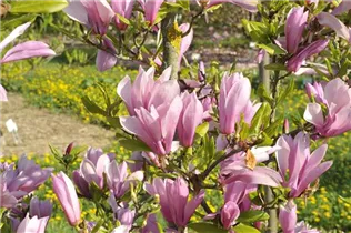 Magnolia x brooklynensis - Magnolie Magnolia x brooklynensis - Magnolie