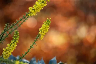 Mahonia media 'Winter Sun' - Mahonie 'Winter Sun'