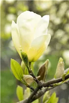 Magnolia x brooklynensis 'Elizabeth' - Magnolie 'Elizabeth'