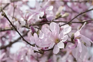Magnolia x loebneri - Großblumige Sternmagnolie