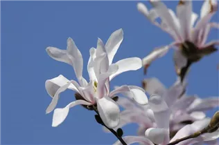 Magnolia x loebneri - Großblumige Sternmagnolie