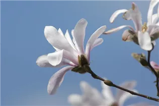Magnolia x loebneri - Großblumige Sternmagnolie