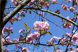 Malus 'Brandy Magic' - Zierapfel 'Brandy Magic'