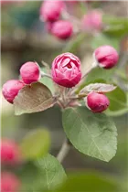 Malus 'Brandy Magic' - Zierapfel 'Brandy Magic'