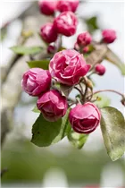 Malus 'Brandy Magic' - Zierapfel 'Brandy Magic'