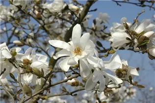 Magnolia x loebneri 'Donna' - Magnolie 'Donna'