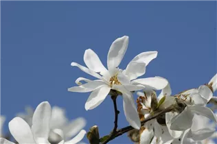 Magnolia x loebneri 'Donna' - Magnolie 'Donna'