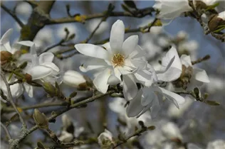 Magnolia x loebneri 'Donna' - Magnolie 'Donna'