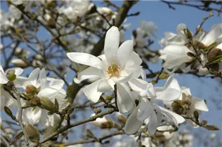 Magnolia x loebneri 'Donna' - Magnolie 'Donna'