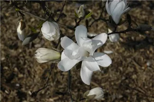 Magnolia x loebneri 'Donna' - Magnolie 'Donna'