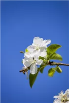 Malus 'Butterball' - Zierapfel 'Butterball' Malus 'Butterball' - Zierapfel 'Butterball'