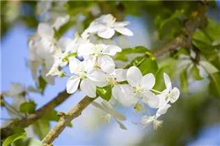 Malus 'Butterball' - Zierapfel 'Butterball' Malus 'Butterball' - Zierapfel 'Butterball'