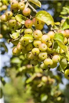 Malus 'Butterball' - Zierapfel 'Butterball' Malus 'Butterball' - Zierapfel 'Butterball'