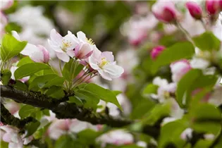 Malus 'Butterball' - Zierapfel 'Butterball' Malus 'Butterball' - Zierapfel 'Butterball'