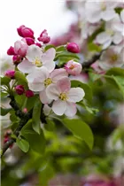 Malus 'Butterball' - Zierapfel 'Butterball' Malus 'Butterball' - Zierapfel 'Butterball'
