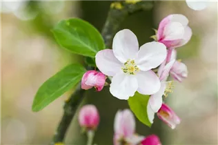 Malus 'Butterball' - Zierapfel 'Butterball' Malus 'Butterball' - Zierapfel 'Butterball'