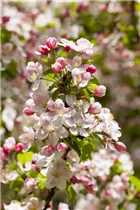 Malus 'Butterball' - Zierapfel 'Butterball' Malus 'Butterball' - Zierapfel 'Butterball'