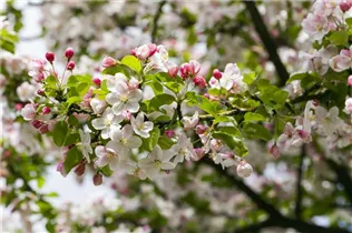 Malus 'Butterball' - Zierapfel 'Butterball' Malus 'Butterball' - Zierapfel 'Butterball'