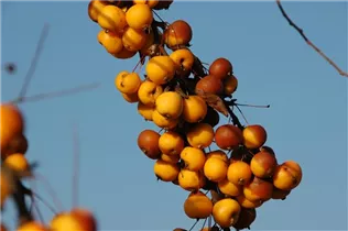 Malus 'Butterball' - Zierapfel 'Butterball' Malus 'Butterball' - Zierapfel 'Butterball'