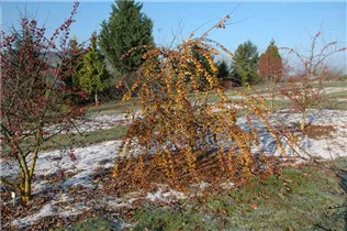 Malus 'Butterball' - Zierapfel 'Butterball' Malus 'Butterball' - Zierapfel 'Butterball'