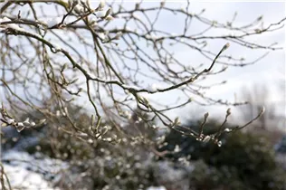 Magnolia x loebneri 'Leonard Messel' - Rosa Sternmagnolie 'Leonard Messel'
