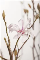 Magnolia x loebneri 'Leonard Messel' - Rosa Sternmagnolie 'Leonard Messel'