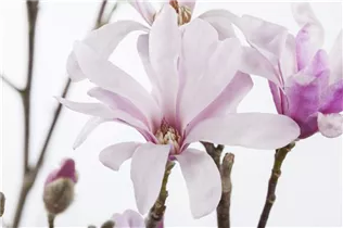 Magnolia x loebneri 'Leonard Messel' - Rosa Sternmagnolie 'Leonard Messel'