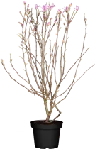 Magnolia x loebneri 'Leonard Messel' - Rosa Sternmagnolie 'Leonard Messel'