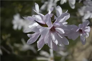 Magnolia x loebneri 'Leonard Messel' - Rosa Sternmagnolie 'Leonard Messel'