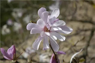 Magnolia x loebneri 'Leonard Messel' - Rosa Sternmagnolie 'Leonard Messel'